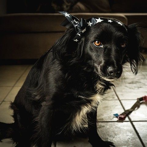 Neretta - the dog