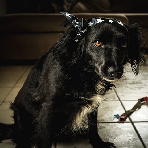 Neretta - the dog